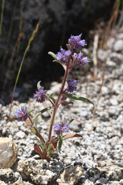 Phacelia quickii, photographed by Trevor Van Loon