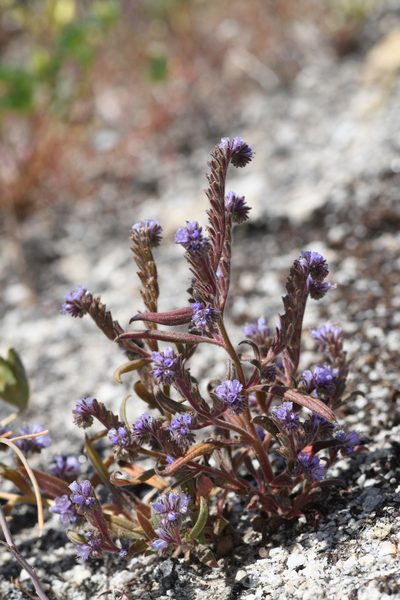 Phacelia quickii, photographed by Trevor Van Loon