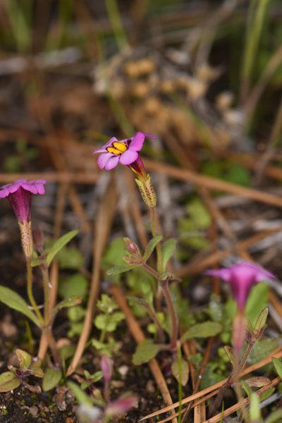 Erythranthe filicaulis, photographed by Trevor Van Loon