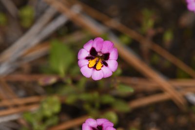 Erythranthe filicaulis, photographed by Trevor Van Loon