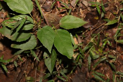 Mallotus philippensis, photographed by Greg Tasney