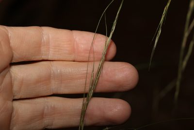 Microlaena stipoides, photographed by Greg Tasney