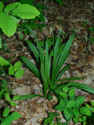 Stenanthium gramineum, photographed by Michael J. Papay