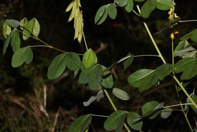 Crotalaria pallida, photographed by Greg Tasney