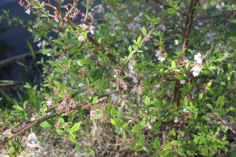 Prunus tomentosa, photographed by Daria