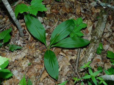 Melanthium parviflorum, photographed by Michael J. Papay