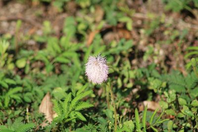Mimosa strigillosa, photographed by Sawyer Baran