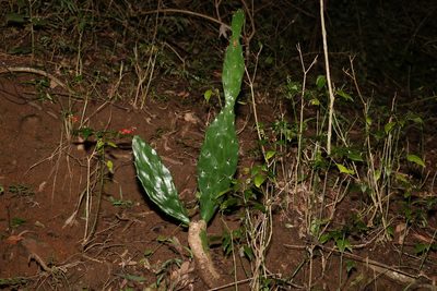 Opuntia monacantha, photographed by Greg Tasney