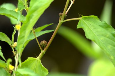 Corchorus capsularis, photographed by Dinesh Valke