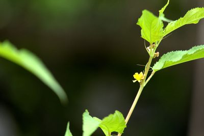 Corchorus capsularis, photographed by Dinesh Valke