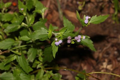 Praxelis clematidea, photographed by Greg Tasney