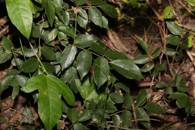 Austrosteenisia blackii, photographed by Greg Tasney