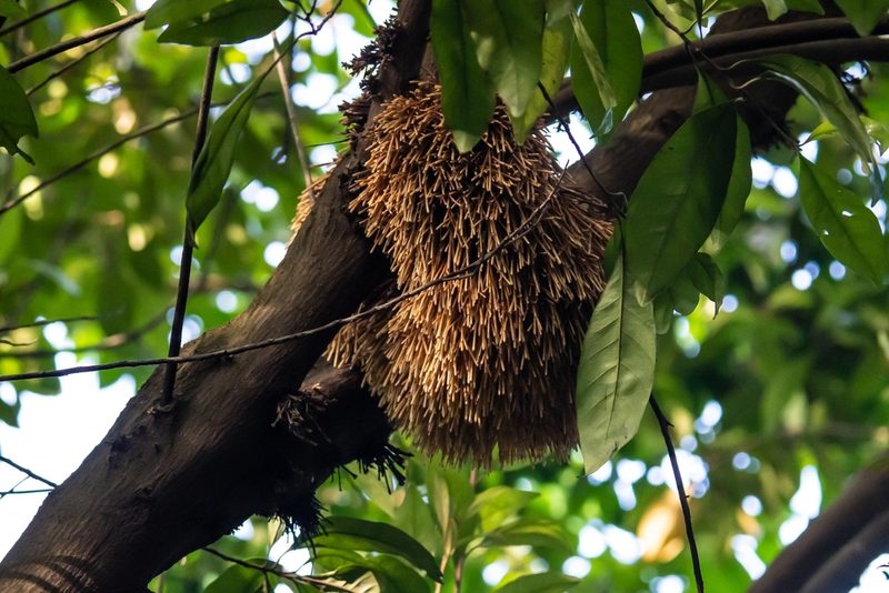 Planchonella obovata, photographed by Carman Chew