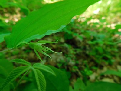 Prosartes lanuginosa, photographed by Michael J. Papay