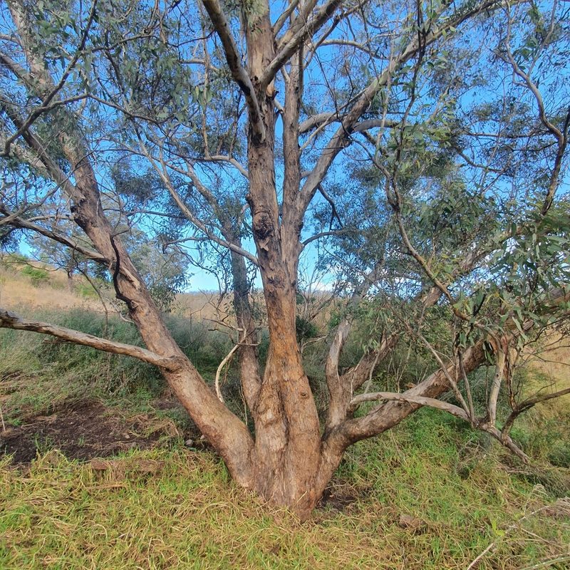 Eucalyptus melliodora, photographed by ronavery