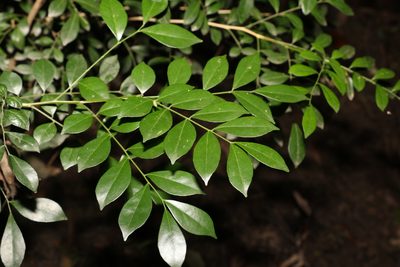 Murraya paniculata, photographed by Greg Tasney