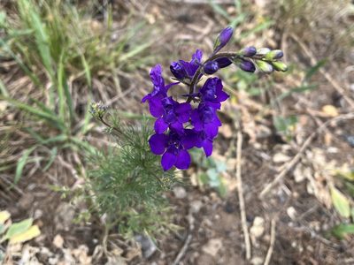 Delphinium ajacis, photographed by Pavel Kacl