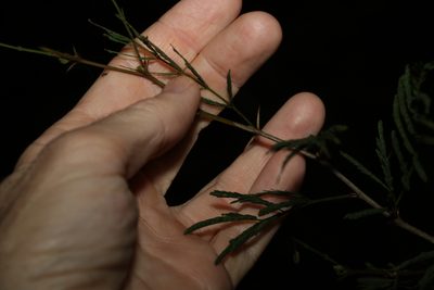 Vachellia farnesiana, photographed by Greg Tasney