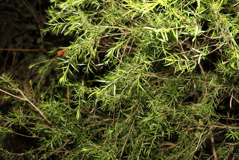 Melaleuca bracteata, photographed by Greg Tasney