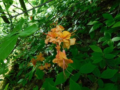 Rhododendron calendulaceum, photographed by Michael J. Papay