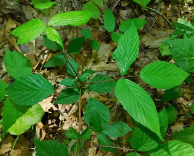 Rubus allegheniensis, photographed by Michael J. Papay