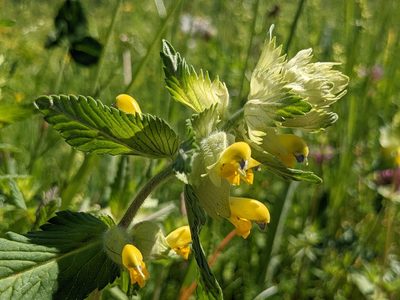 Rhinanthus alectorolophus, photographed by Attila Oláh