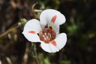Calochortus venustus, photographed by Trevor Van Loon