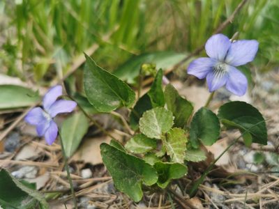 Viola riviniana, photographed by Thor-Rune Hansen