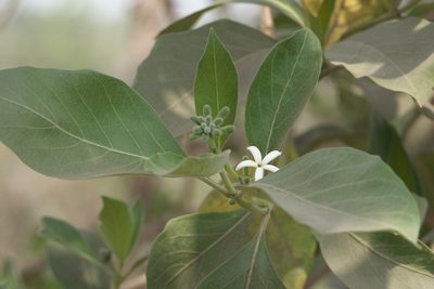 Morinda coreia, photographed by Dinesh Valke