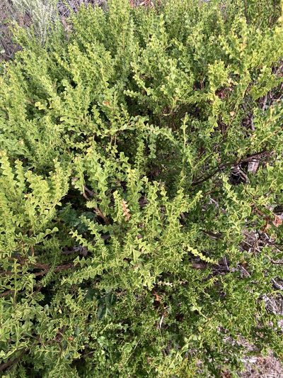 Acacia trapezoidea, photographed by pimelea