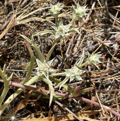 Eryngium montereyense, photographed by Irene