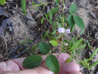 Galactia volubilis, photographed by Sam Kieschnick