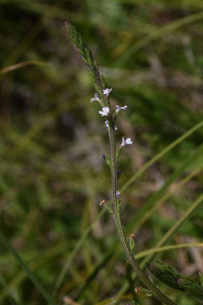 Verbena californica, photographed by Trevor Van Loon