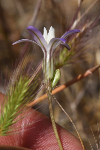 Brodiaea pallida, photographed by Trevor Van Loon