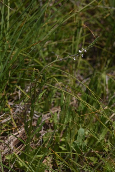 Verbena californica, photographed by Trevor Van Loon