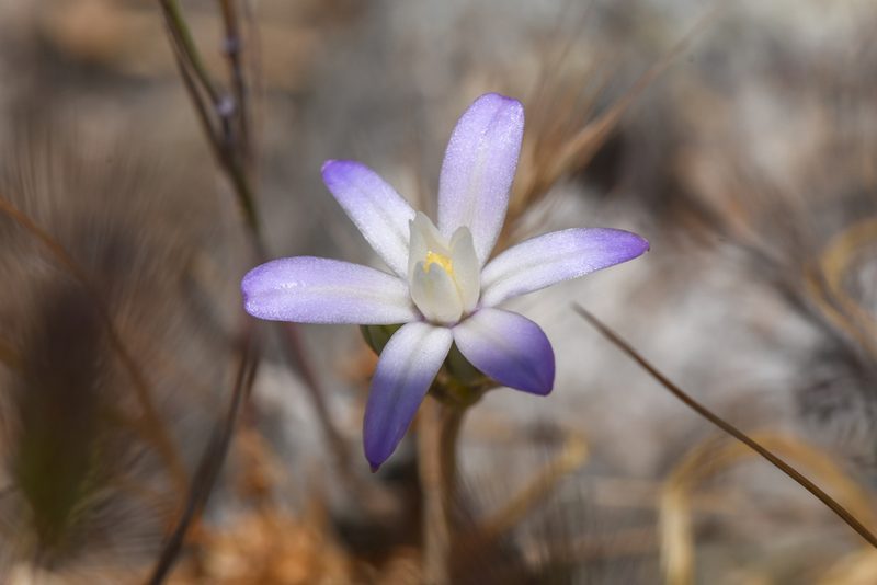 Brodiaea pallida, photographed by Trevor Van Loon