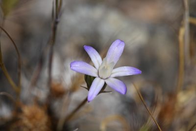 Brodiaea pallida, photographed by Trevor Van Loon
