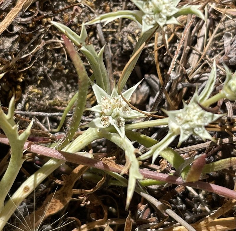 Eryngium montereyense, photographed by Irene