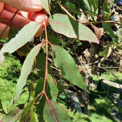 Angophora floribunda, photographed by ronavery