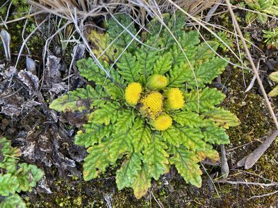 Senecio repens, photographed by Fabien Anthelme