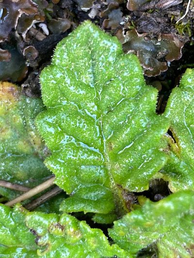 Senecio repens, photographed by Fabien Anthelme
