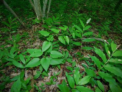 Smilax pulverulenta, photographed by Michael J. Papay