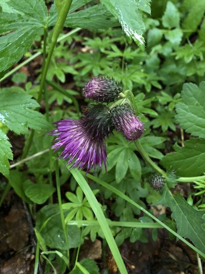 Cirsium waldsteinii, photographed by Conrad Altmann