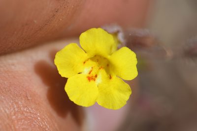 Erythranthe arenaria, photographed by Trevor Van Loon