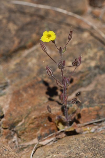 Erythranthe arenaria, photographed by Trevor Van Loon