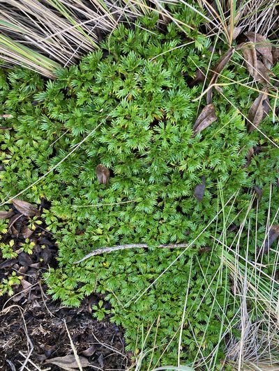 Azorella multifida, photographed by Fabien Anthelme