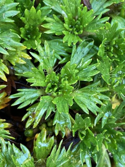 Azorella multifida, photographed by Fabien Anthelme