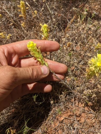 Castilleja lacera, photographed by Trevor Van Loon