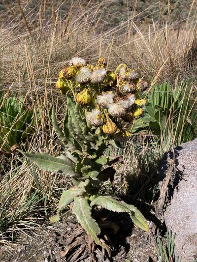 Senecio isabelis, photographed by Fabien Anthelme