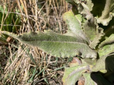 Senecio isabelis, photographed by Fabien Anthelme